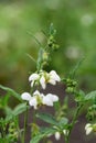 Chilean stinging nettle Loasa triphylla var. vulcanica with pending white flowers Royalty Free Stock Photo